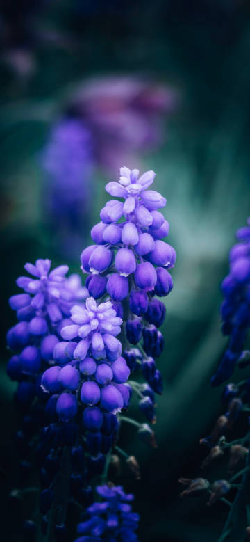 Fresh purple flowers phone wallpaper