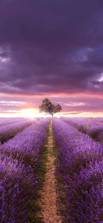 Lavender fields at sunset phone wallpaper