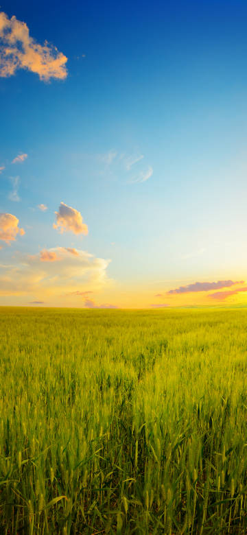 Beautiful wheat field under the sunset phone wallpaper