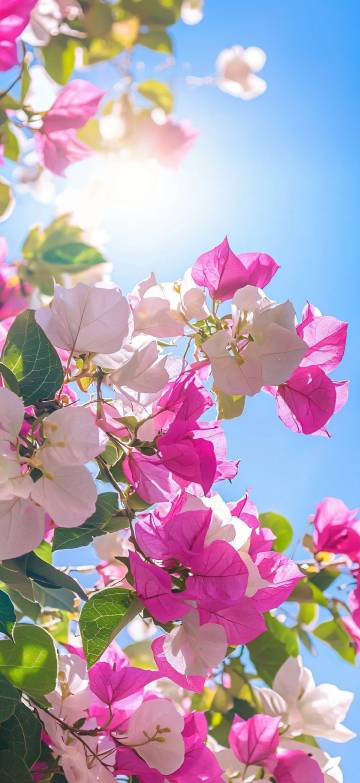Bougainvillea full of vitality and vigor phone wallpaper