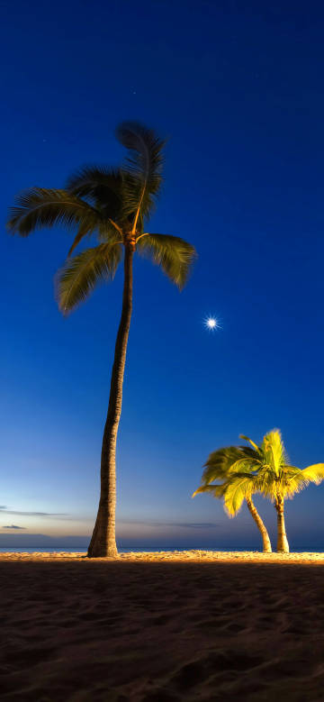 Tall coconut trees and sandy beaches under a deep blue night sky