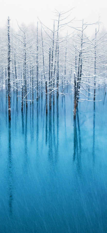 Blue lake and snow-covered dead trees phone wallpaper
