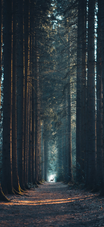 Moose at the End of a Forest Path 4K Wallpaper