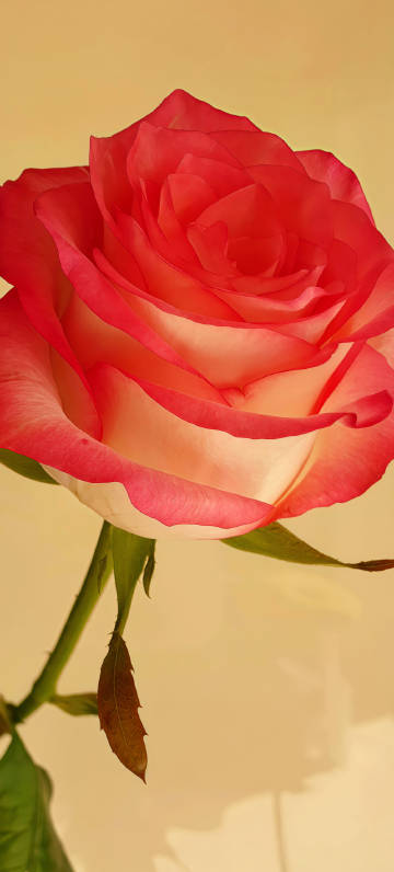 A red rose on an orange background phone wallpaper