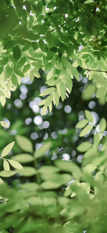 Fresh Green Leaves in a Sunny Forest