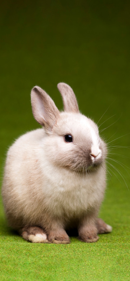 Cute White-and-Brown Bunny On Grass 4K Phone Wallpaper