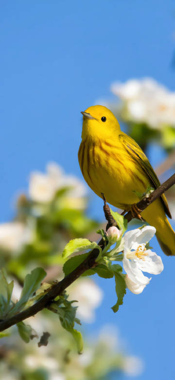 Yellow bird on a branch with green leaves phone wallpaper