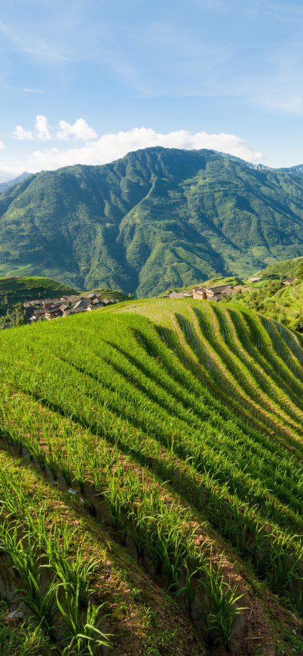 Longji Rice Terraces Landscape 4K Phone Wallpaper