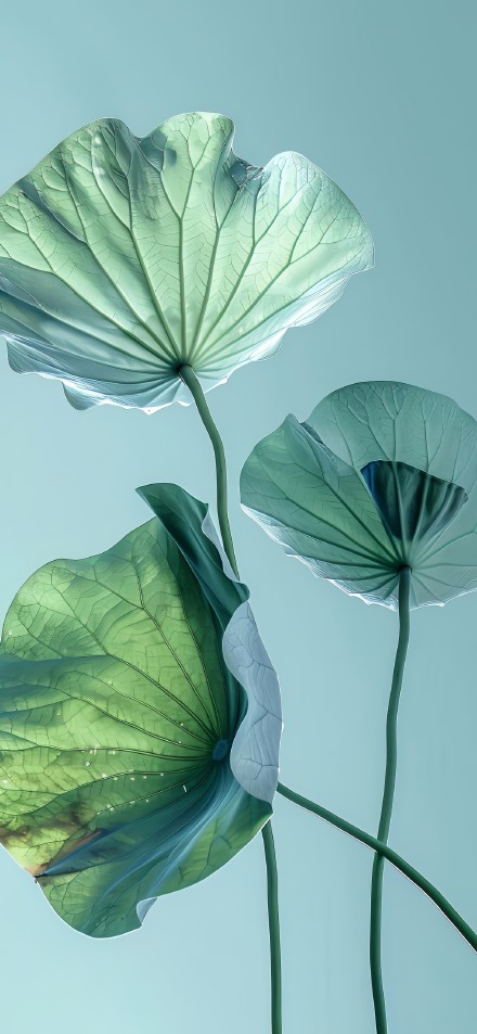 Minimalist Style Lotus Flowers and Leaves 4K wallpaper