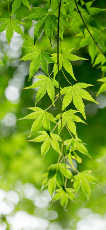 Green Maple Leaves in Sunlight 4K Phone Wallpaper Green Maple Leaves in Sunlight 4K Phone Wallpaper
