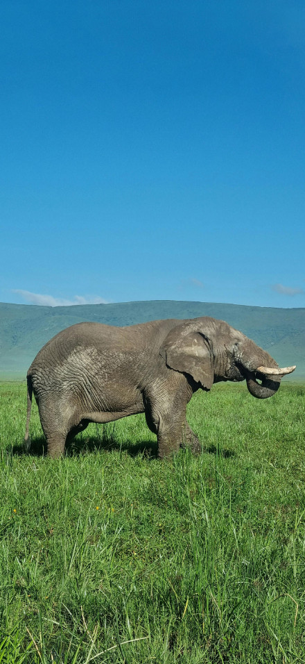 Elephants on grassland with blue sky 4K Phone Wallpaper