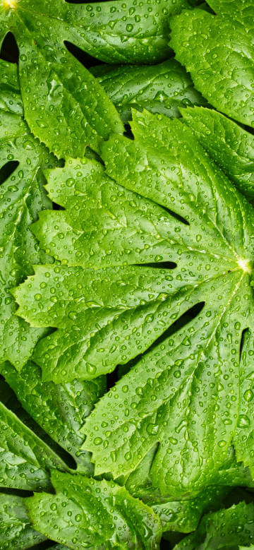 Water droplets on green leaves after rain phone wallpaper