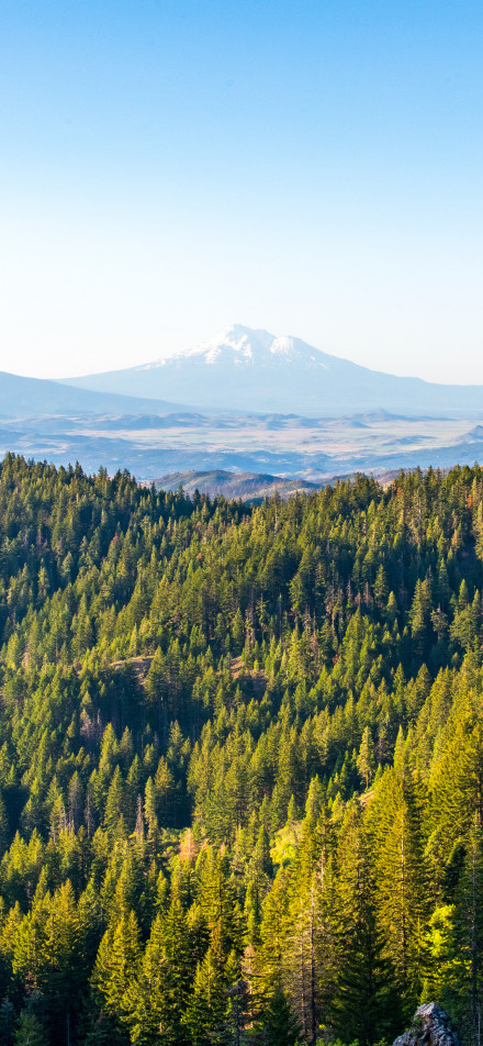 Dense forests with stunning peaks rising above phone wallpaper