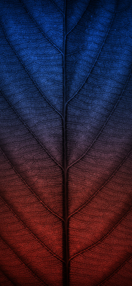 Clear leaves with a gradient from blue to red phone wallpaper