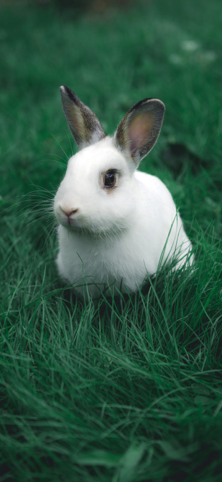 Little Bunny With Pink Ears On Lawn