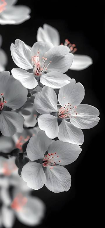 White Flowers with Depth Effect on Black Background 4K Wallpaper