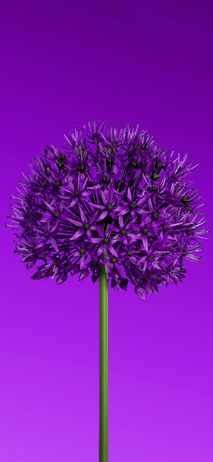 Allium flower Purple aesthetic 4k phone wallpaper