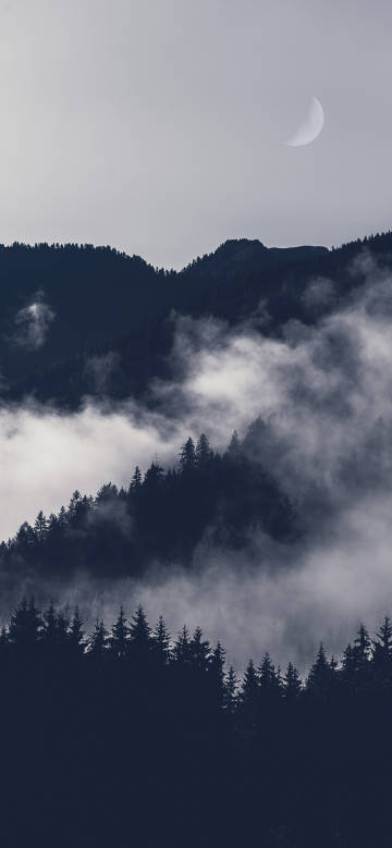 Mist shrouds the forest phone wallpaper