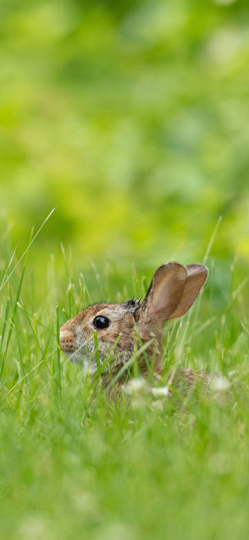Brown rabbit in the grass phone wallpaper