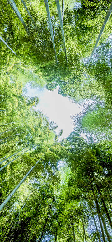 Bamboo Forest Looking Up To The Sky