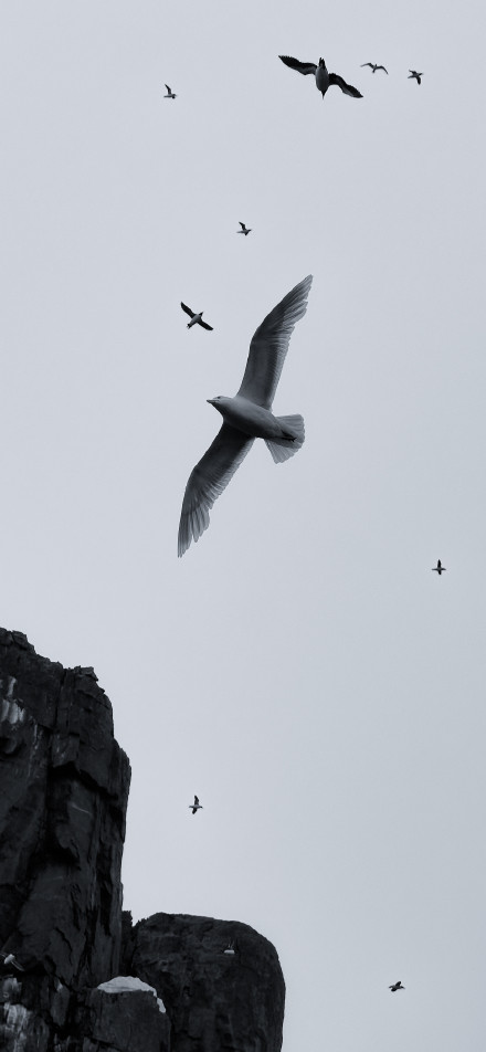 Seabirds flying in the sky above the rocks phone wallpaper