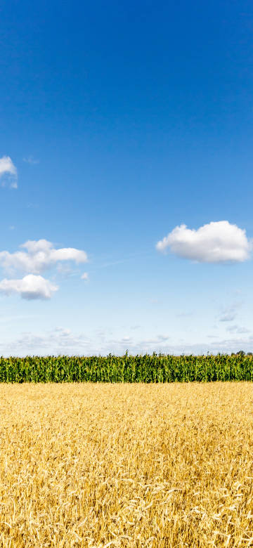 Golden wheat fields and green corn fields under the blue sky phone wallpaper