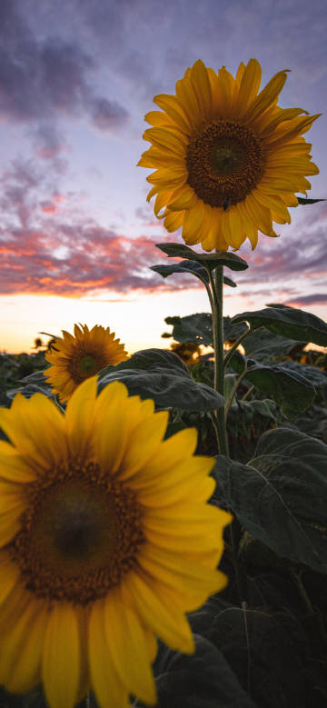 Brightly colored sunflowers at sunset phone wallpaper