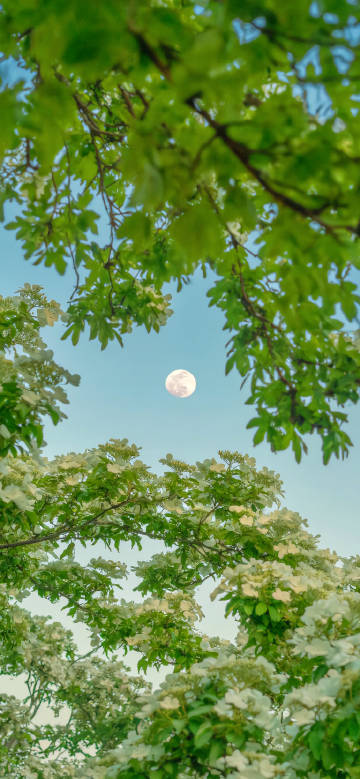 Moon among Green Leaves and Flowers Wallpaper