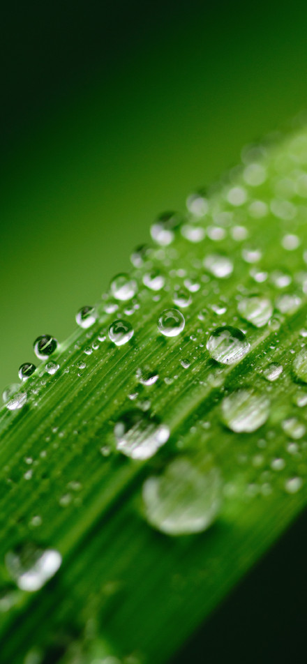 Crystal-clear water droplets on grass leaf phone wallpaper