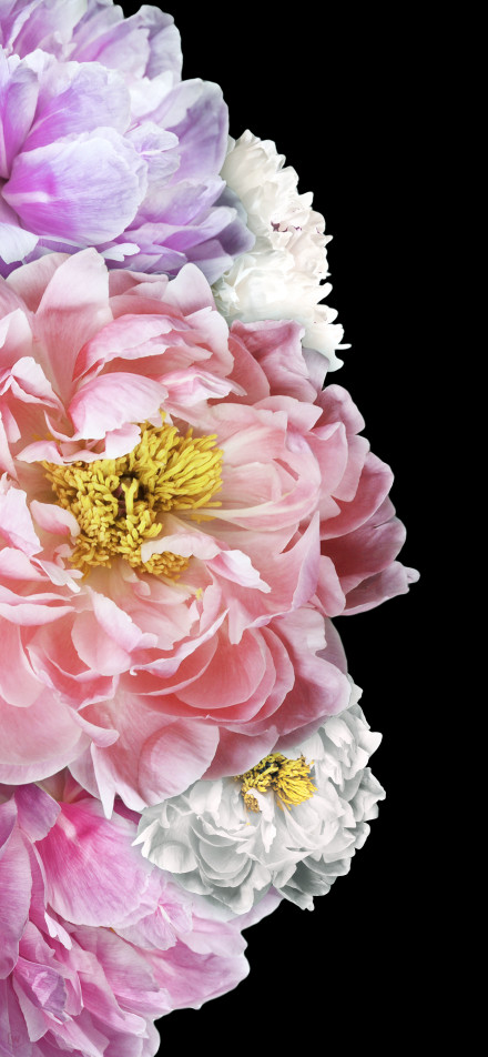 Soft and delicate peony against a black background phone wallpaper