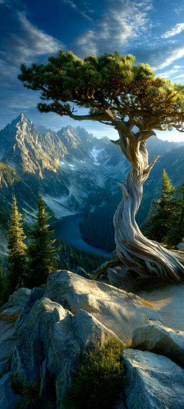 Beautiful Dreamy Pine Forest on Mountain Top Wallpaper