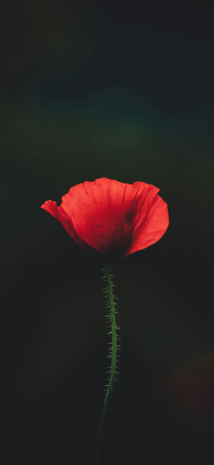 Red flowers on a dark background 4K Phone Wallpaper