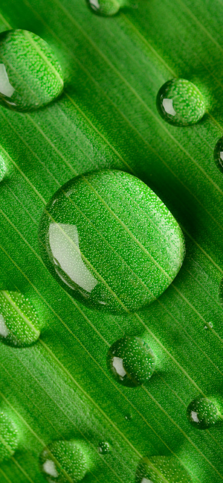 Close-up of water drops on green leaves phone wallpaper