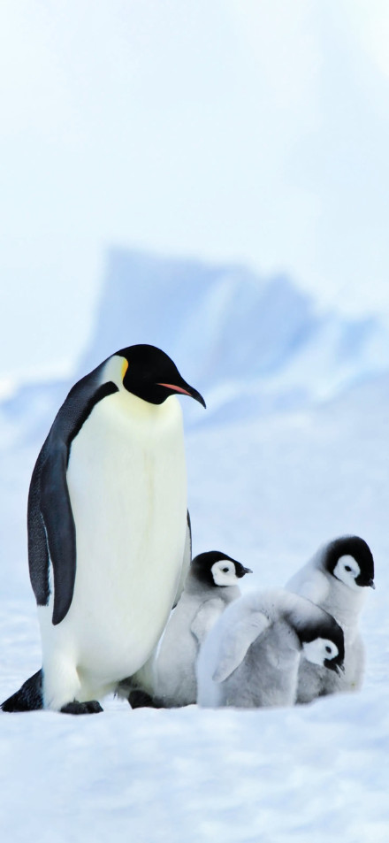 Emperor penguin family in antarctica phone wallpaper