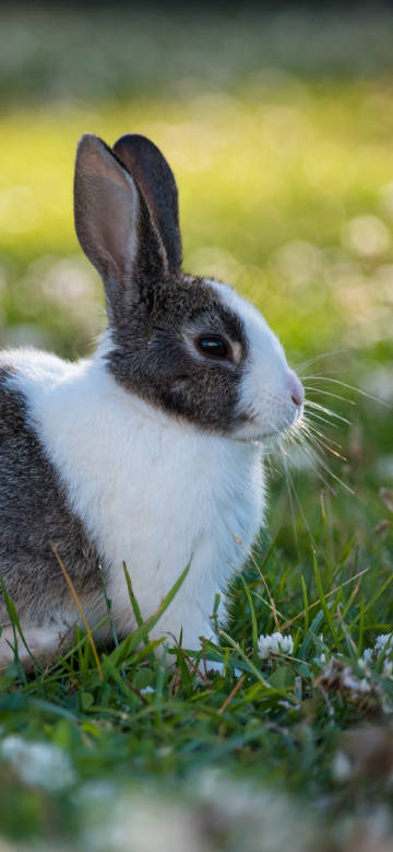 Gray and white cute rabbit on the grass phone wallpaper