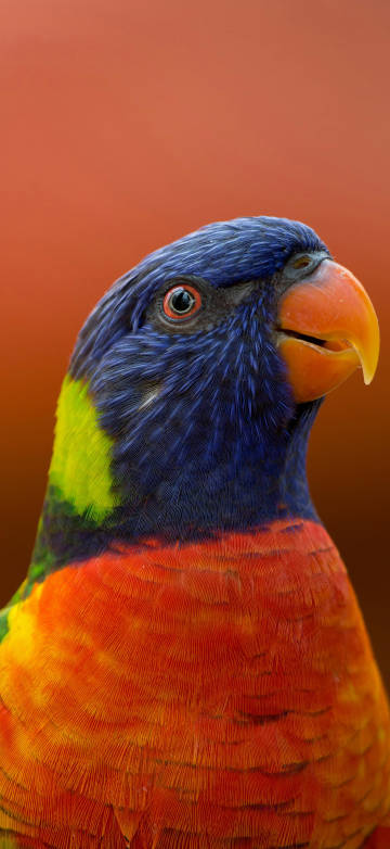 Colorful Rainbow Lorikeet Parrot Close-Up Wallpaper