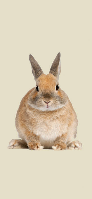 Cute brown rabbit solid color background 4k wallpaper