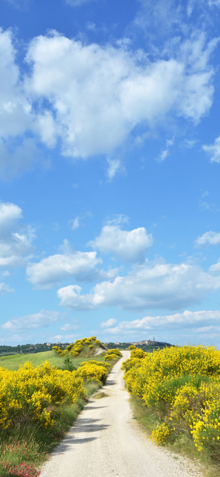 Italy Tuscany rural landscape wallpaper: path, wild flowers and blue sky and white clouds