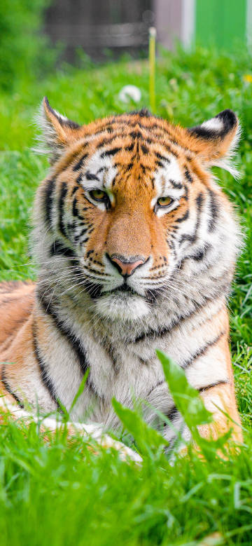 A tiger lying on the green grass phone wallpaper