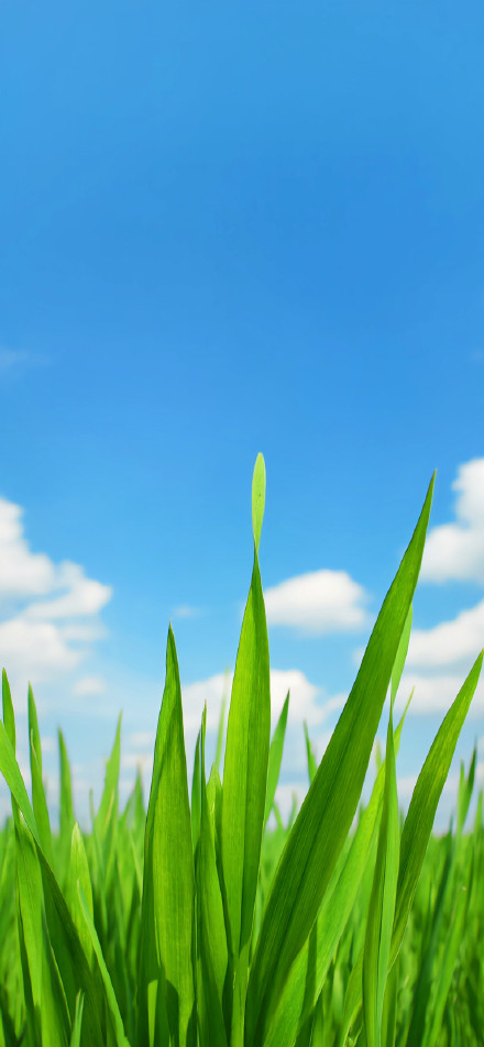 Green grass leaves under blue sky and white clouds