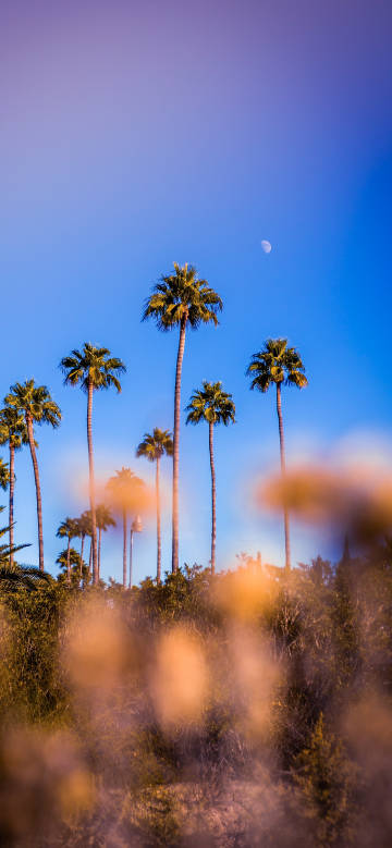 Palm trees under a clear sky phone wallpaper