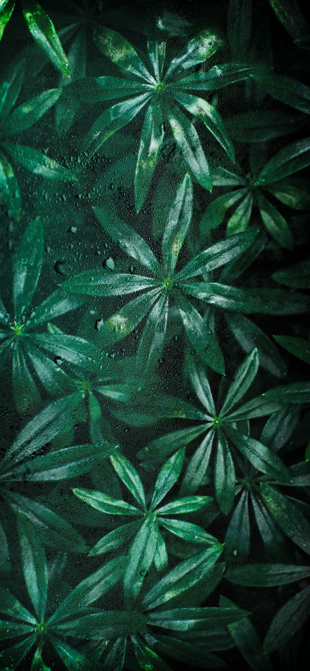 Green leaves with water droplets close-up phone wallpaper