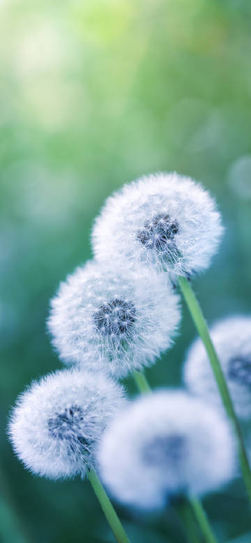 Dandelions on green blurred background phone wallpaper