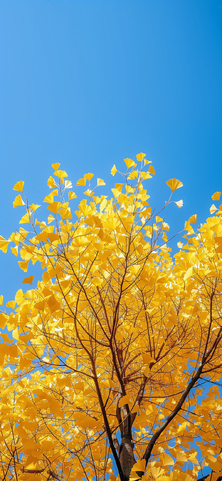 Golden Ginkgo Leaves Against Clear Blue Sky 4K Wallpaper