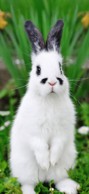 rabbit,cute