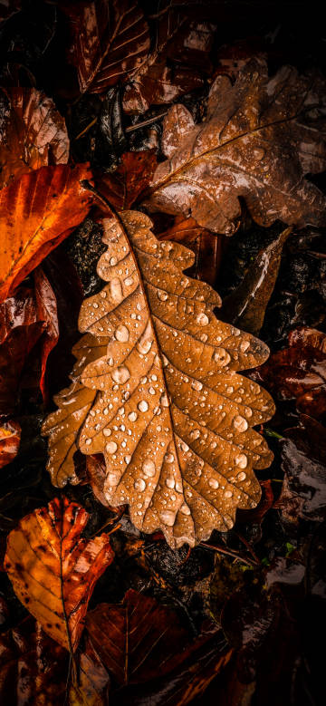 A brown leaf covered with crystal water drops phone wallpaper