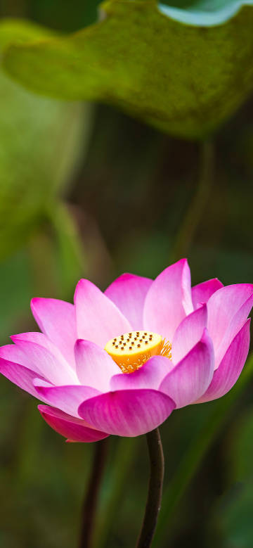 A delicate pink lotus flower with blurred background phone wallpaper