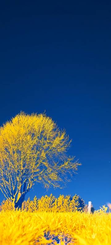 Golden Tree Under Deep Blue Sky 4K Phone Wallpaper