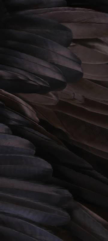 Black feather texture clear phone wallpaper