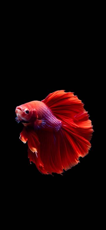 A Red Betta Fish on a Black Background 4K Phone Wallpaper